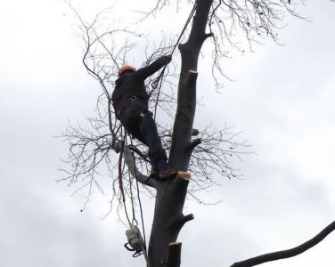 Middlesex Herts Tree Care