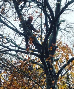Middlesex Herts Tree Care